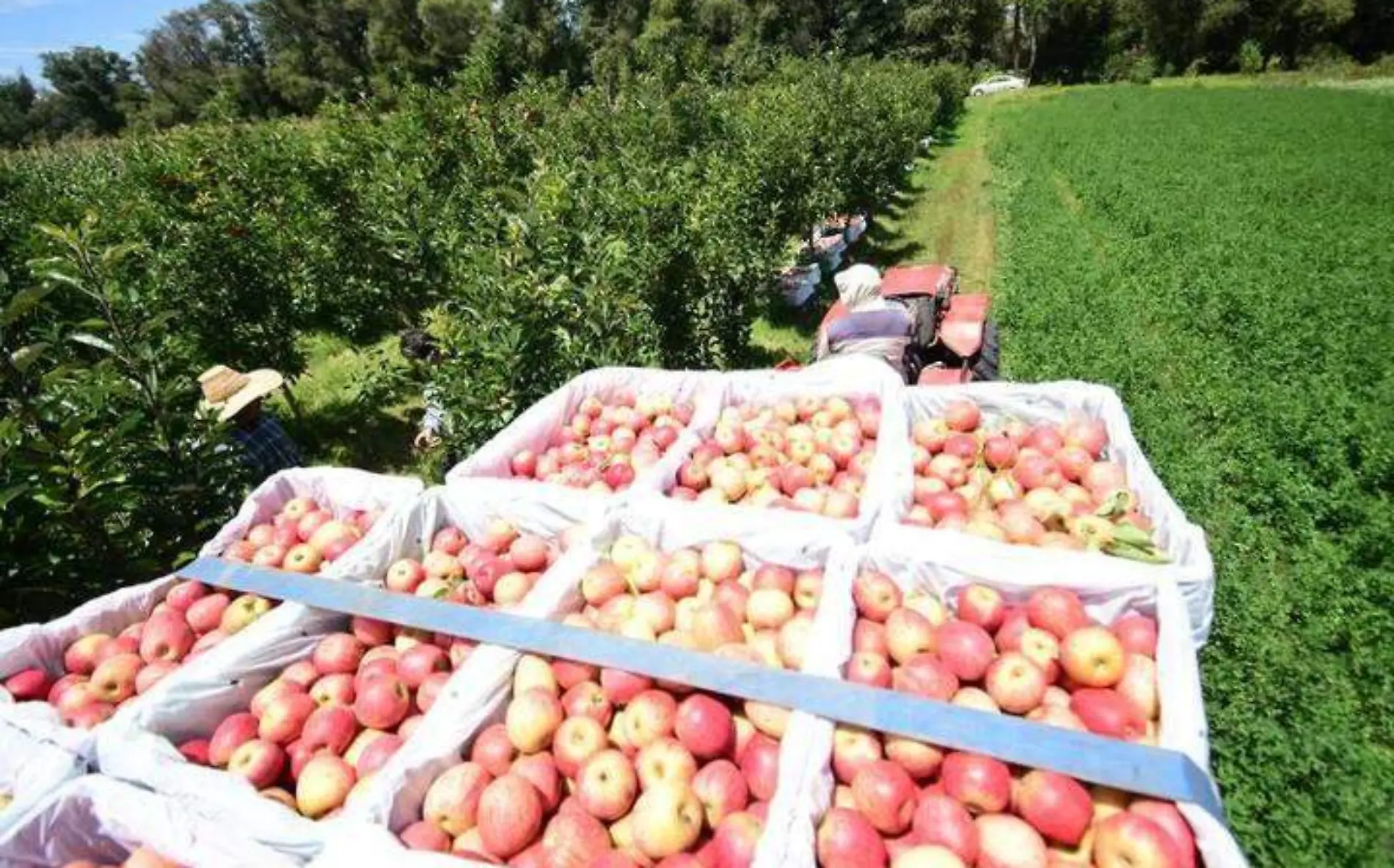 Inicia el pago de la cuota a la manzana en Canatlán, Durango